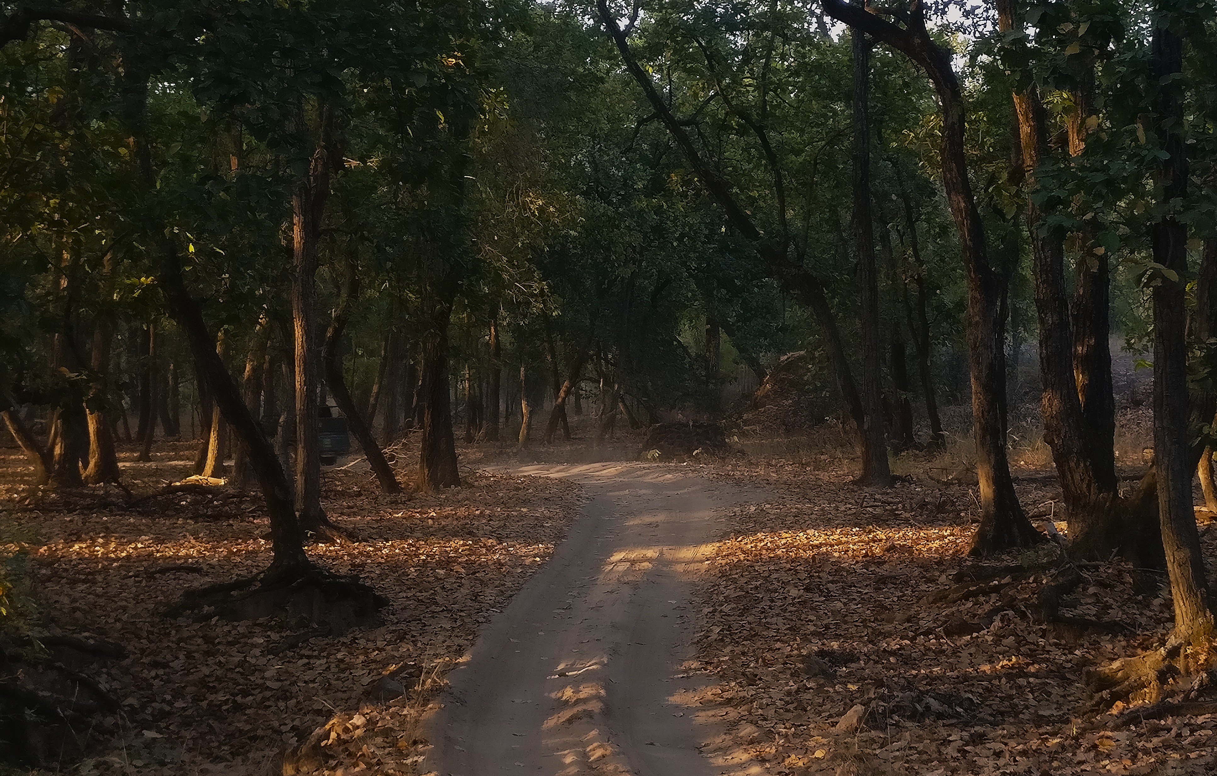 About Untamed Safariz