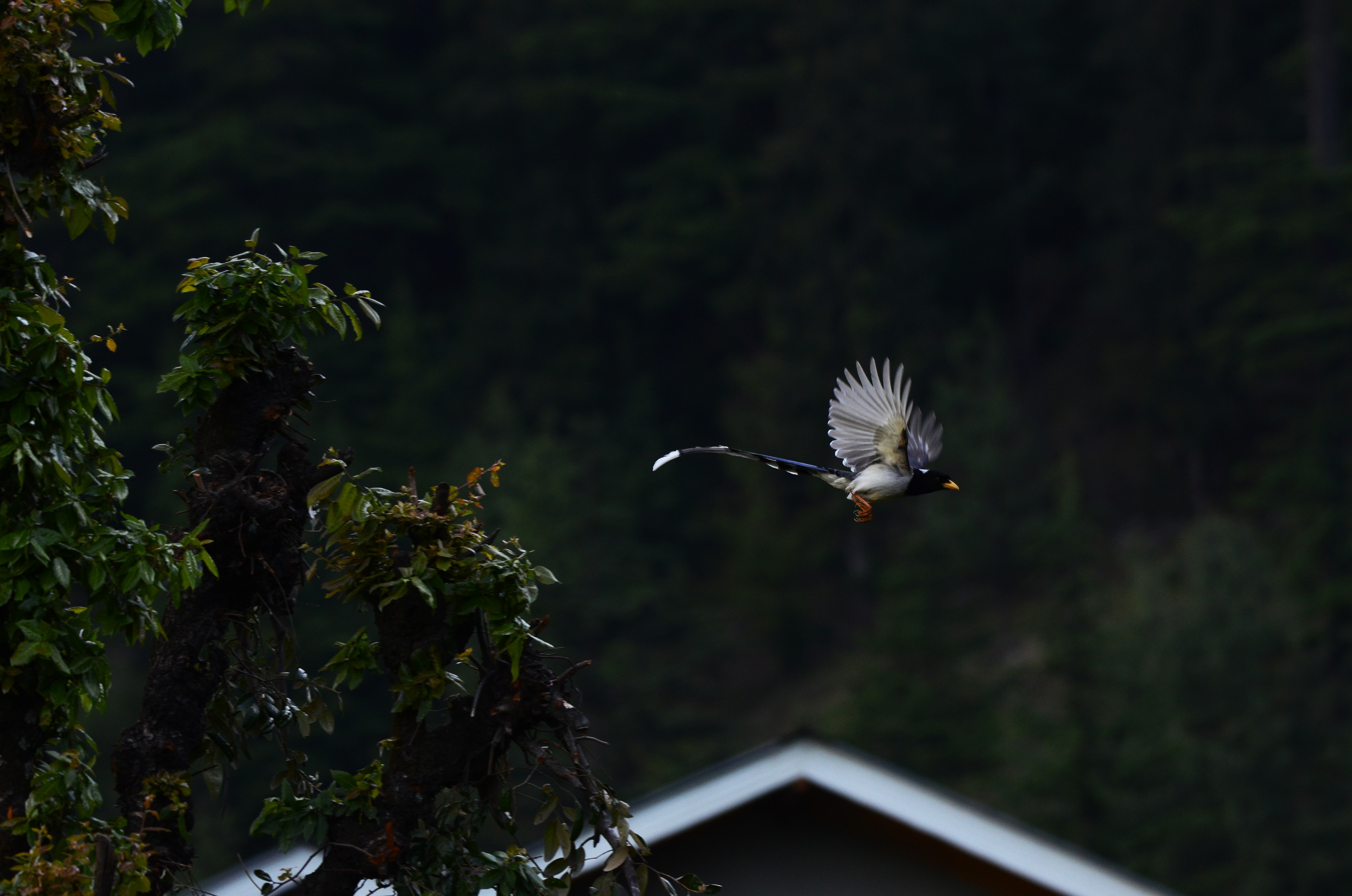Bird in flight