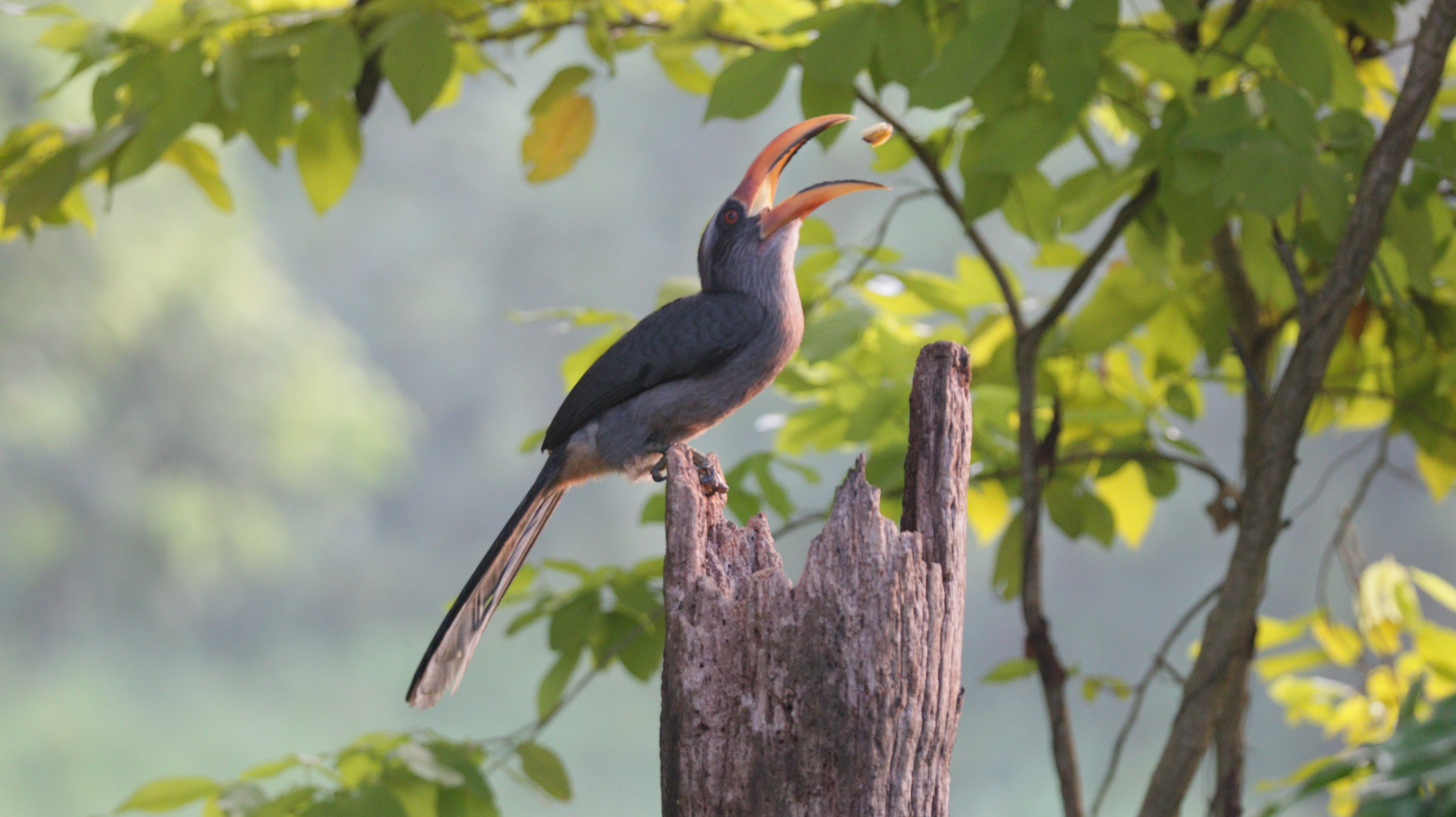 Wildlife in nature
