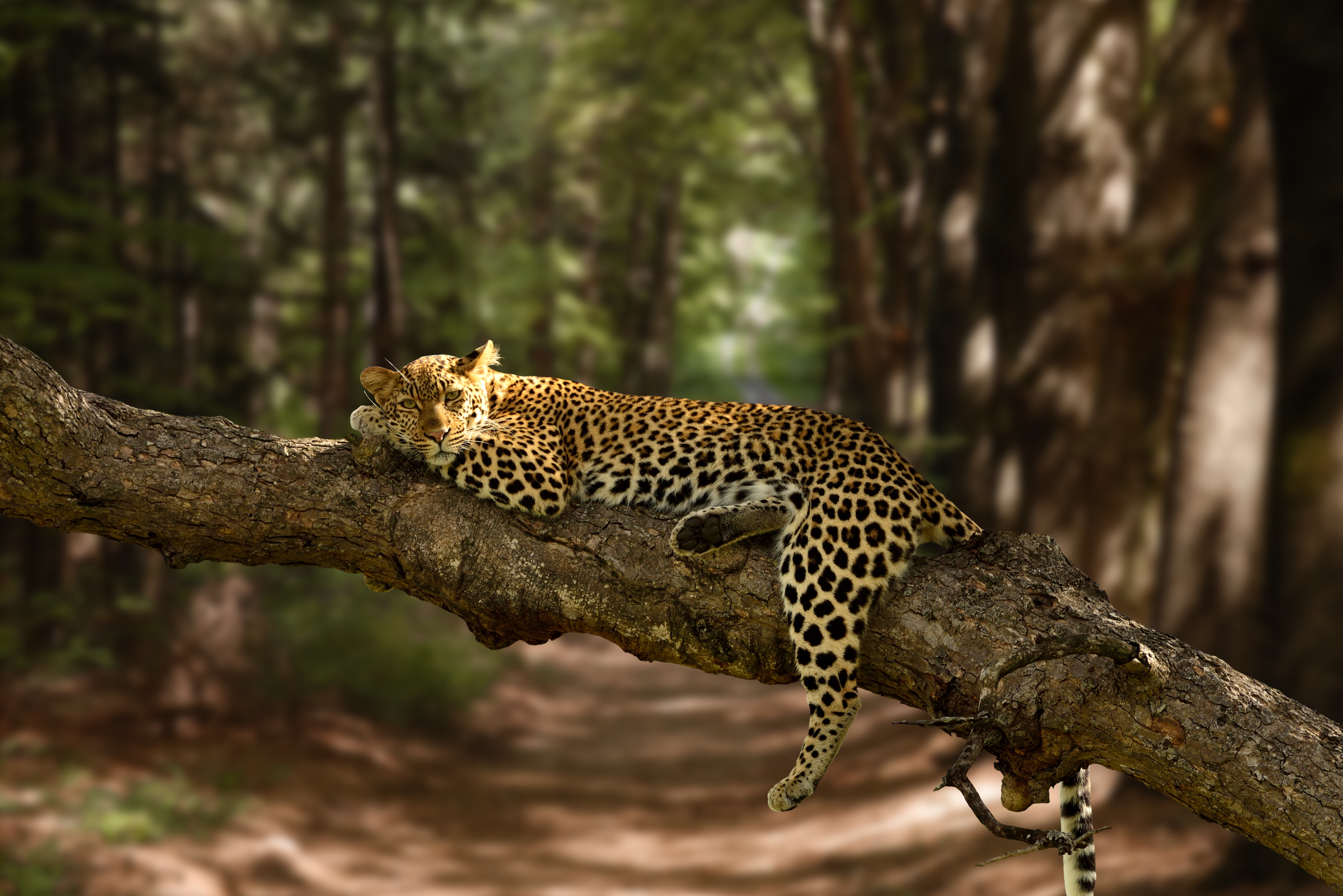Pench National Park